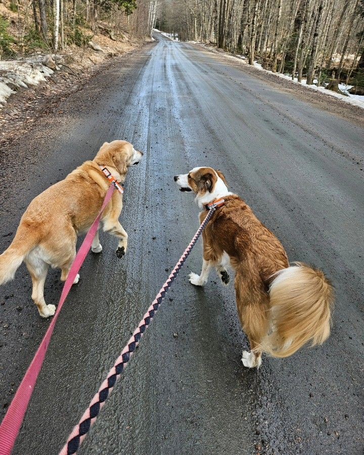 Helping mom walk her dogs on mother's day